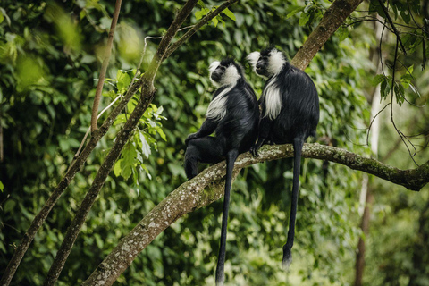 Experiência cênica em uma cachoeira no meio da floresta de Nyungwe