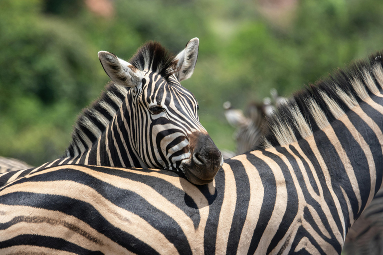 Arusha National Park: Day Trip with Walking Safari & Canoe Shared Day Trip Transfer & Game Drive (Fees Excluded)