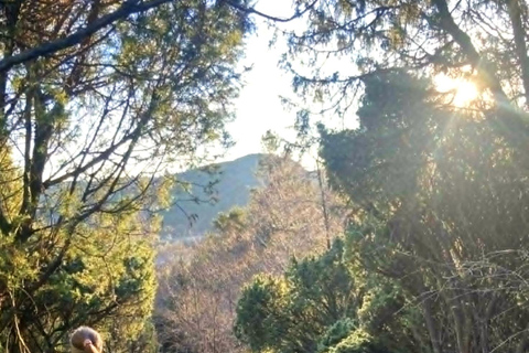 Bergen: Scenic Mountain Hike with Local Guide, Coffee&Snacks Bergen: Scenic Mountain Hike with LocalGuide, Coffee&Snacks