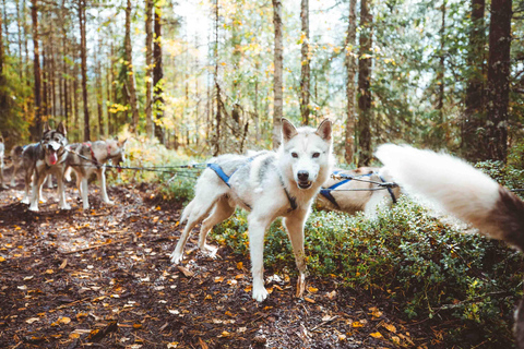 Rovaniemi: Autumn Husky Ride on Wheels