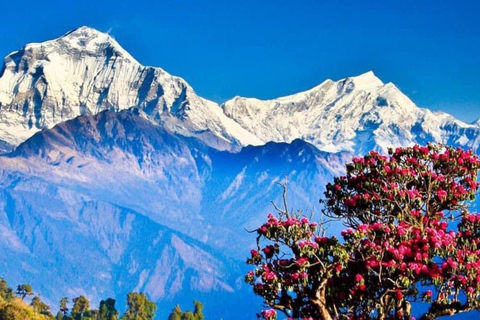 Pokhara : Trek de 3 jours à Astam, Dhampus et Australian CampPokhara : 3 jours de service