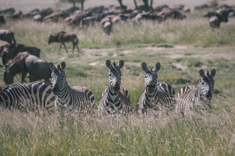 Serengeti: 3 Day Joint Group Safari