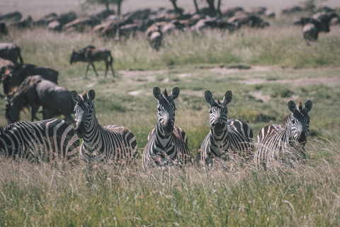 Serengeti : 3 jours de safari en groupe mixte