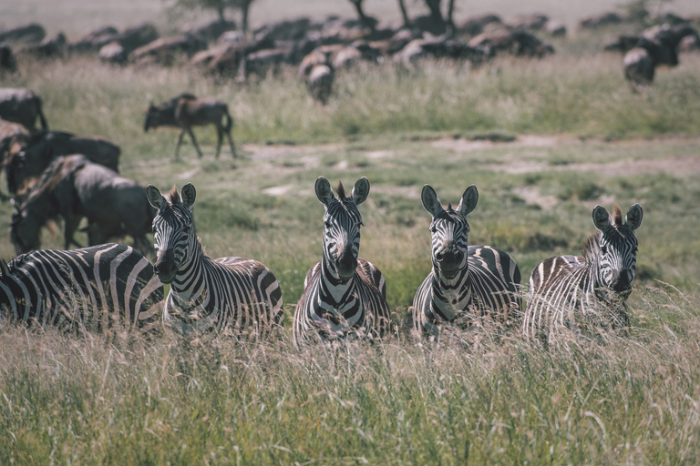 Serengeti: 3-dniowe wspólne safari grupowe