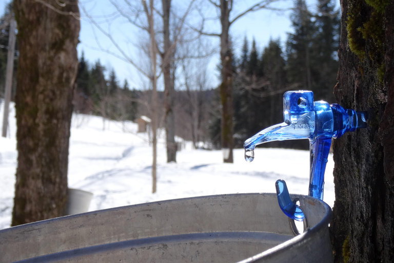 Montréal: Maple Syrup Tasting Conference!