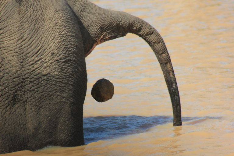 Au départ de : Mirissa/ Matara/ Koggala - YALA Safari - Dépose : Ella