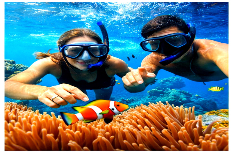 Mirissa: Snorkelling Turtle & Marine Life Briefing Session Snorkelling Turtle (Without Pickup)