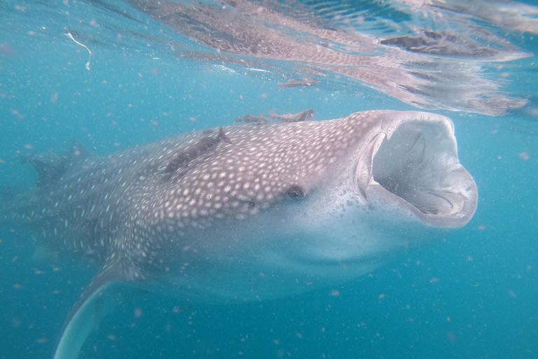 Small group Whale Shark snorkeling in La Paz, BCS, Mexico