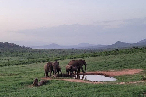 5days Tour Tsavo East & west,Amboseli from Mombasa / Nairobi