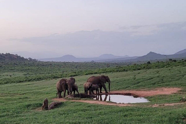5days Tour Tsavo East & west,Amboseli from Mombasa / Nairobi
