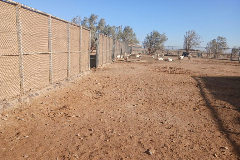 Amman: Desert Castles Shaumari Wildlife Private Day Trip