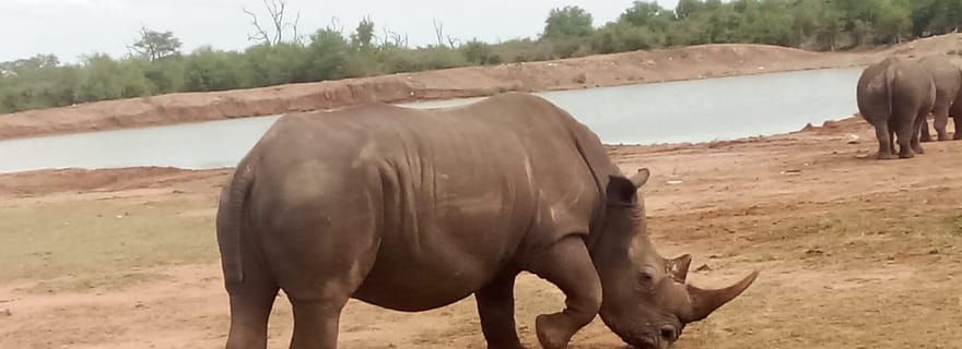 Parc national de Hlane, excursion d'une journée avec safari
