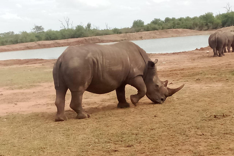 Hlane National Park, Safari Day Tour Tour in English or Portuguese