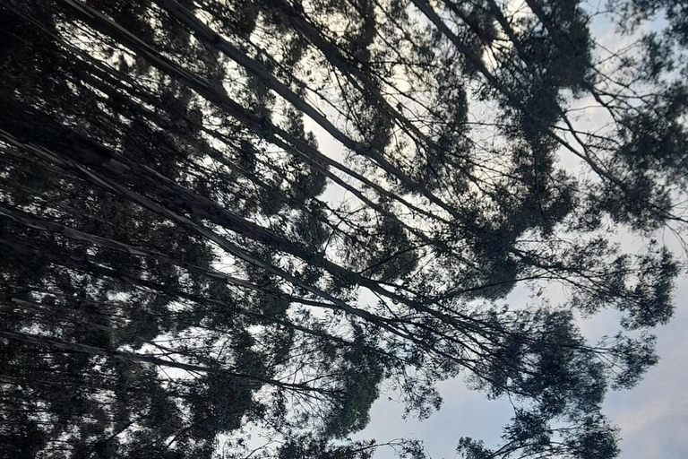Addis Ababa: Entoto Hills Scenic Drive