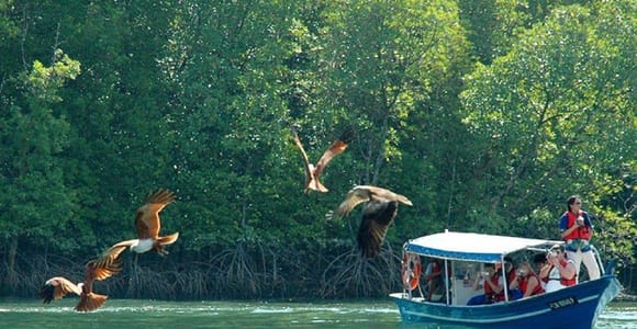 Langkawi: Private Mangrove boat tour