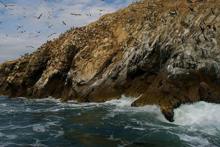 From Ica: Ballestas Islands + Paracas National Reserve