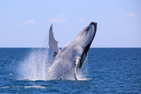 Cali: Whale Watching Tour with Breakfast and Lunch