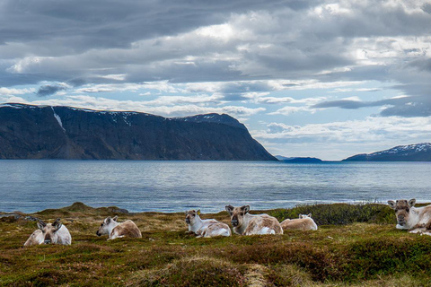From Tromsø: Experience Vannøya Island Wild, Remote & Real