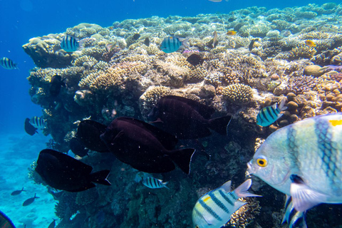 Marsa Alam: Dolphin House Adventure at Shaab Samadai Reef