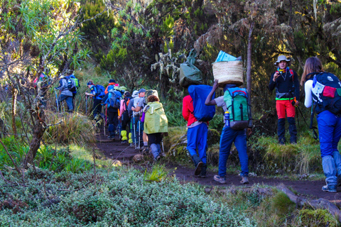 8 giorni sul Monte Kilimanjaro in Tanzania Percorso Lemosho