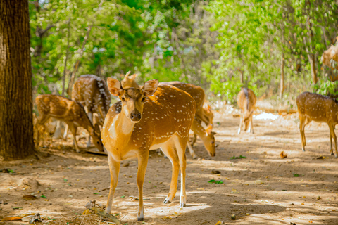 Tissamaharama: Watching Deer, Crocodile & Birds Village Tour Village Tour Shared