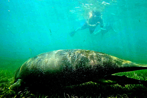 San Juan: Manatee Snorkel Experience, Free Rum Shot!
