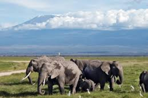 Nairobi : Safari de 3 jours en camping dans le parc national d&#039;AmboseliNairobi : 3 jours de safari en camping dans le parc national d&#039;Amboseli