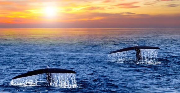 San Jose del Cabo Whale Watching Sunrise Tour