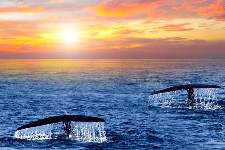 圣何塞卡波观鲸日出之旅