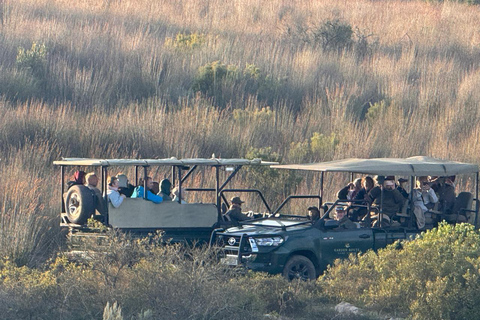 2-Day Safari with Big 5 Game Drives, at amazing 4-Star Lodge Wildlife Lions Safari 2-day Garden Route