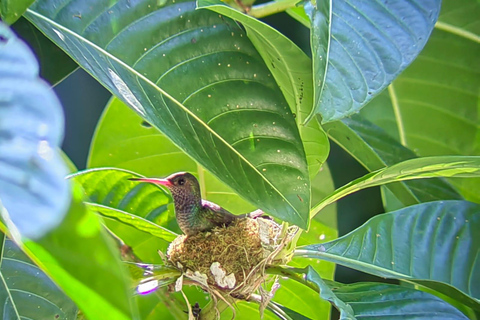 Manuel Antonio Park: Guided Tour to see animals &amp; beach timePrivate tour