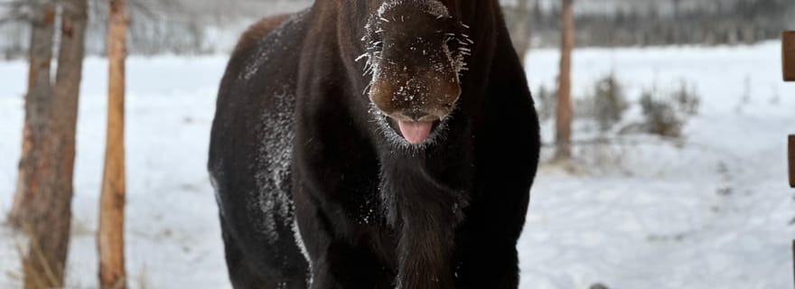 Expérience de la faune et des sources thermales nordiques du Yukon