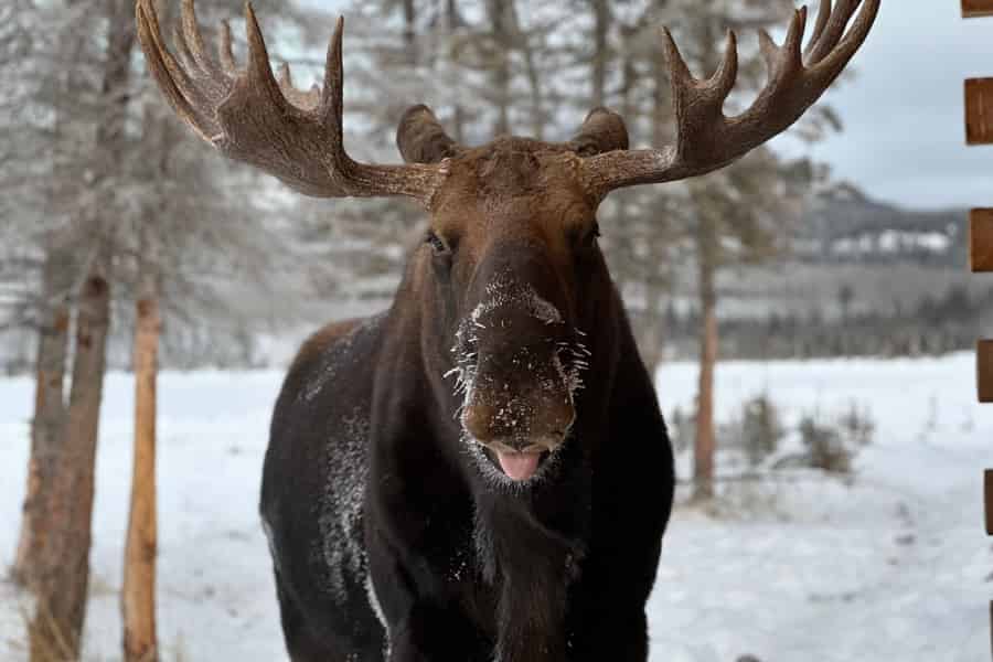 Yukon Wildlife & Nordic Hot Springs Erlebnis. Foto: GetYourGuide Yukon Wildlife & Nordic Hot Springs Erlebnis. Foto: GetYourGuide