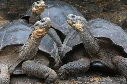 Plongée avec masque et tuba pour les tortues, île de la prison, forêt de Jozani, The Rock