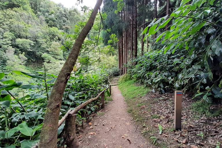 São Miguel: Moinho do Felix-Wanderung mit Besuch der Teefabrik