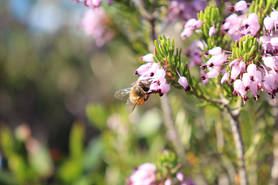 Ponza Monte Guardia Wandeling Met Gids Door De Natuur Met Een Lokale