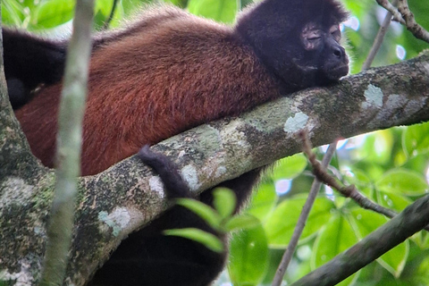 Puerto Jimenez, Corcovado 1 natt 2 dagar ankommer med båt avgår med båt.