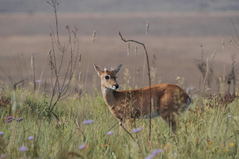 From São Paulo: 5-Day Serra da Canastra Wildlife Safari