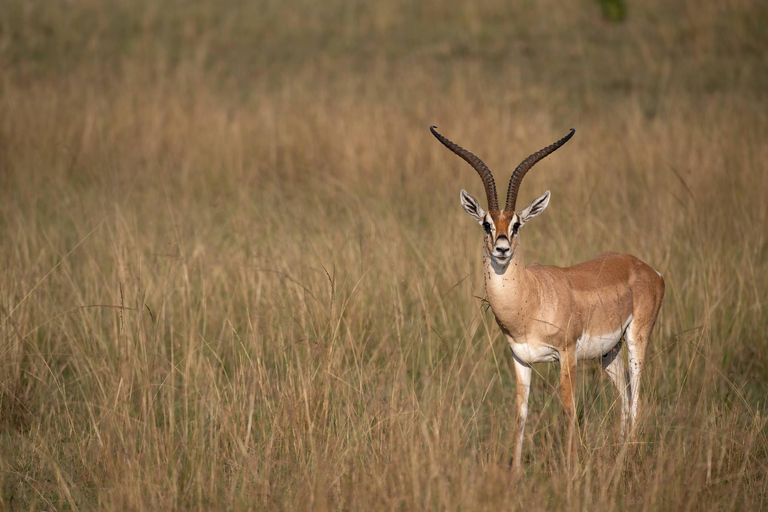 Viaggio di un giorno da Nairobi a Maasai Mara - AWNairobi: Escursione di un giorno nella Riserva Nazionale di Maasai Mara - Privato