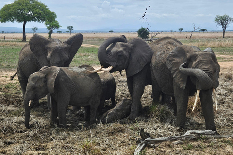 Safari 3-Days from Zanzibar to Mikumi National Park by ferry Come to meeting point "Dar es Salaam SGR station"