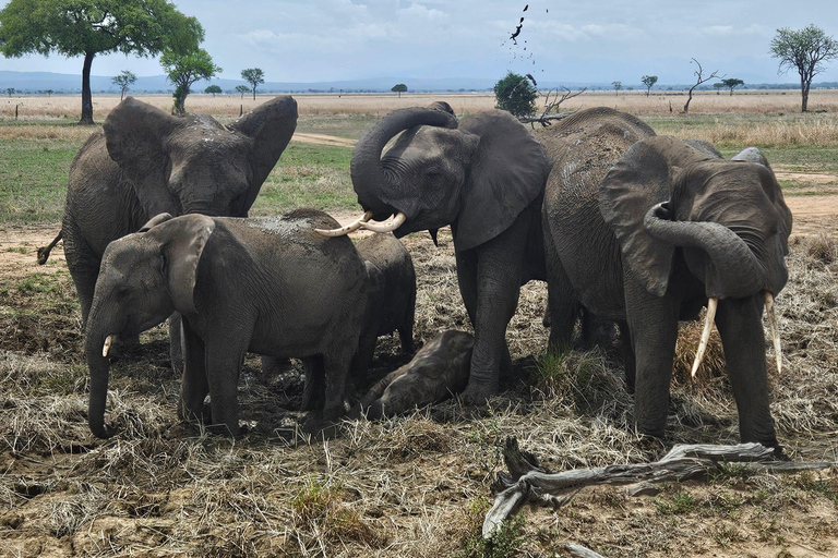 Safari 3-Days from Zanzibar to Mikumi National Park by ferry Come to meeting point "Dar es Salaam SGR station"