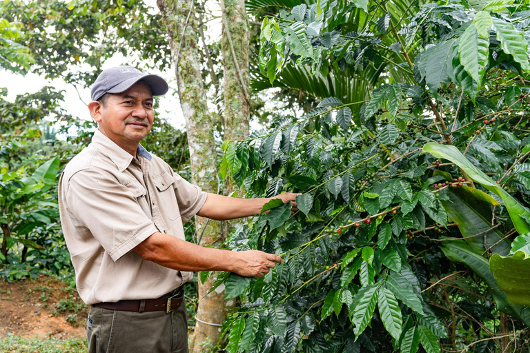 Huatulco: Pluma Hidalgo Coffee Origin and Essence.