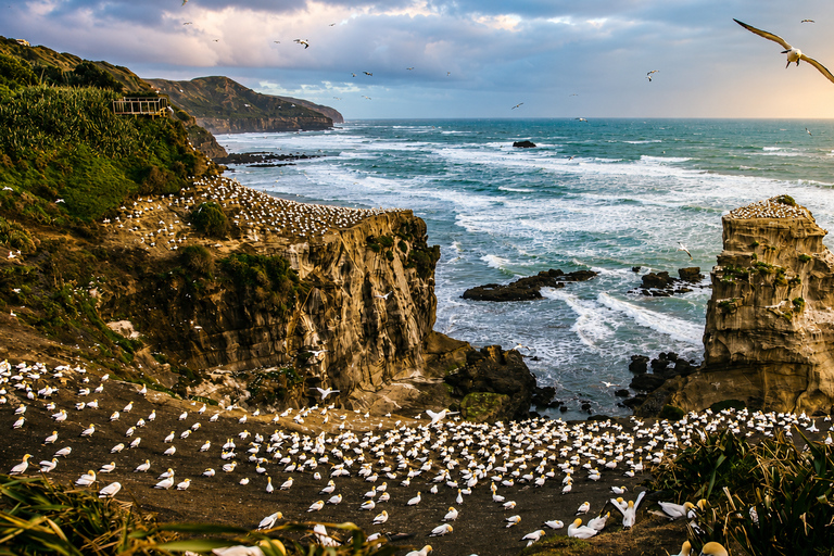 Auckland: Birding & Heritage Tour with Gannets Godwits Auckland: Native Forest, Bird Colony & Coastal Tour