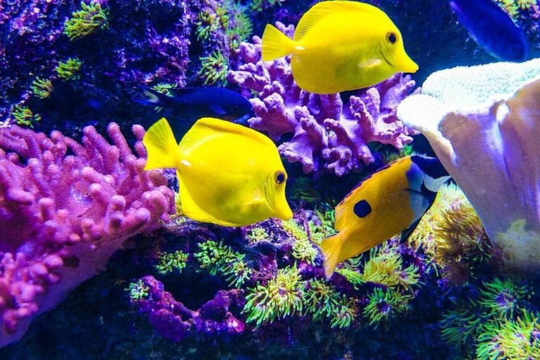 Wyspa Mnemba: półdniowa wycieczka łodzią z pływaniem z delfinami i nurkowaniem z rurkąPrywatna wyspa Mnemba – nurkowanie z rurką i pływanie z delfinami