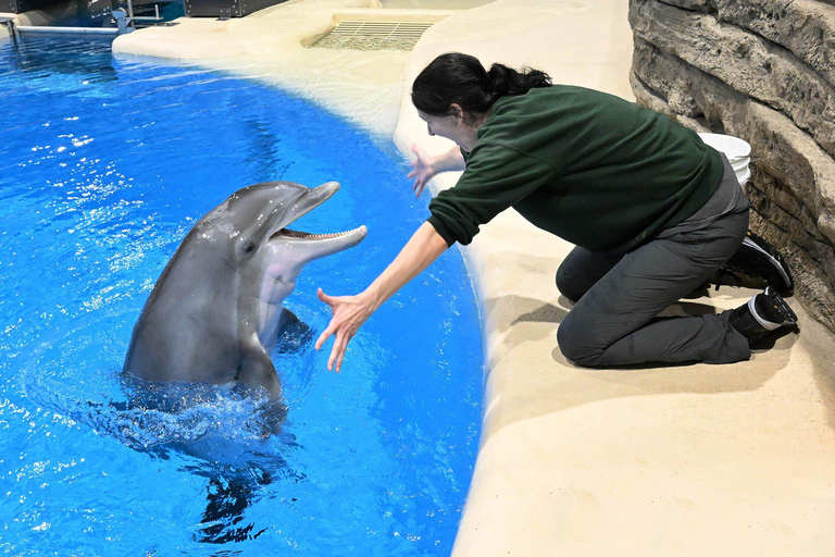 From Alanya/ Side: Dolphin Show Tickets with Hotel Transfer Transfer from Hotels