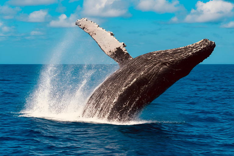 Oʻahu: osservazione balene in piccoli gruppi con equipaggio locale[PRIVATO] O'ahu: osservazione balene in barca a vela per piccoli gruppi