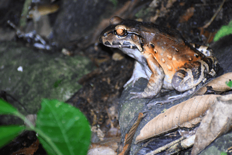 Tarapoto: Nattvandring i Amazonas regnskog