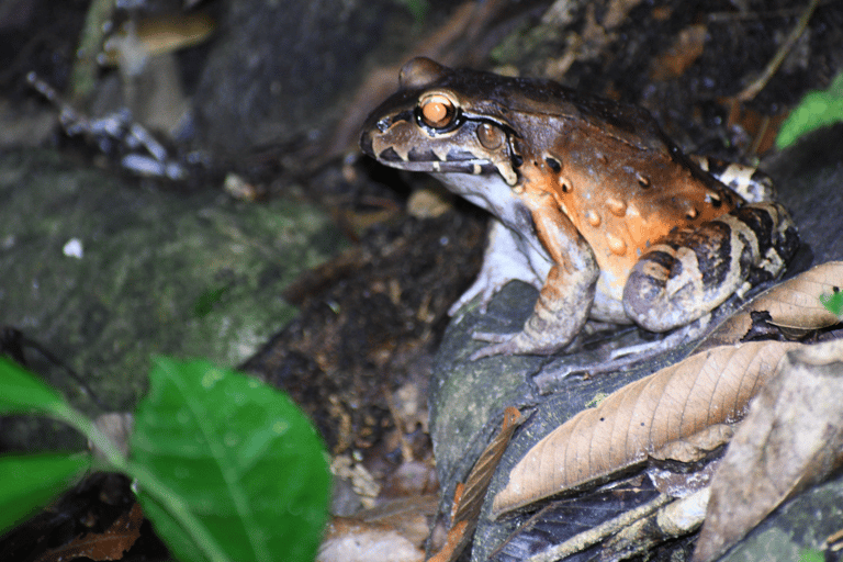 Tarapoto: Nachtwandeling in het Amazonewoud