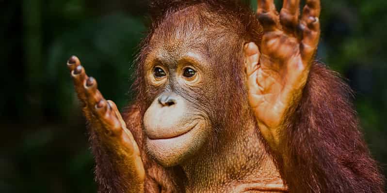 Sandakan : Sepilok Orangutan, Sun Bear & Labuk Bay Tour