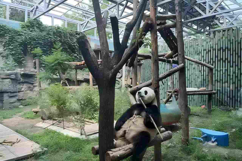 Panda House, Summer Palace, Old Hutongs & Temple of Heaven All-inclusive tour